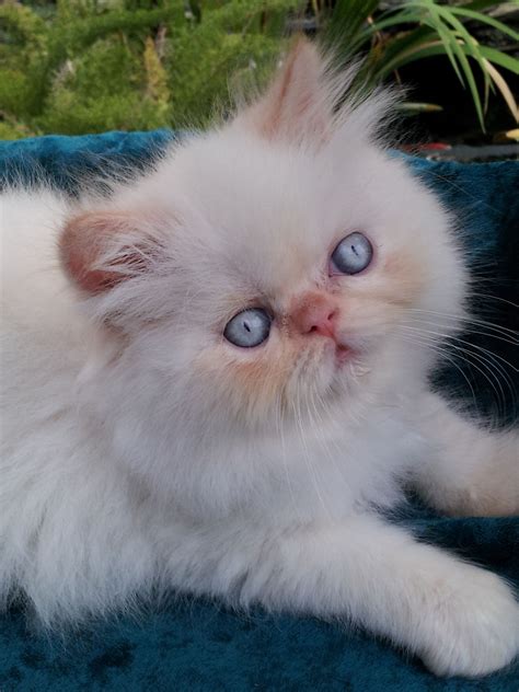 Other Name(s) Himalayan Persian, Colorpoint Persian, or Himmy. . Himalayan persian cattery